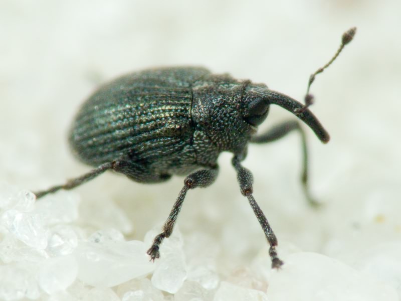 Ceutorhynchus minutus (Reich, 1797)